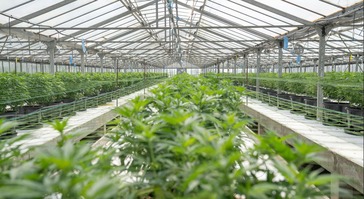 Photovoltaic greenhouses